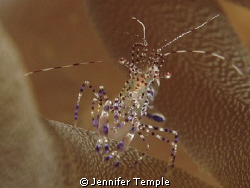 Another shrimp shot. Roatan, Honduras. Canon S90 by Jennifer Temple 